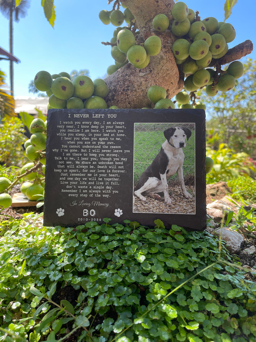 Tech-Savvy and Eco-Friendly Pet Memorials