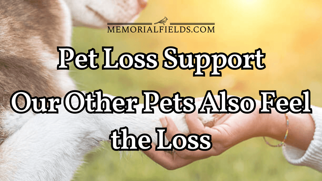 Pet Loss Support: Our Other Pets Also Feel the Loss - Memorial Gifts 4u